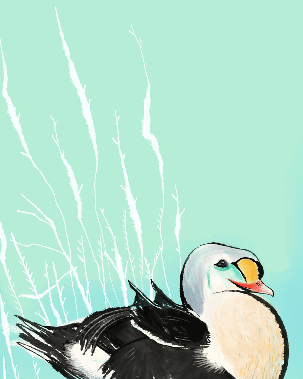 Client: Personal Project: King Eider