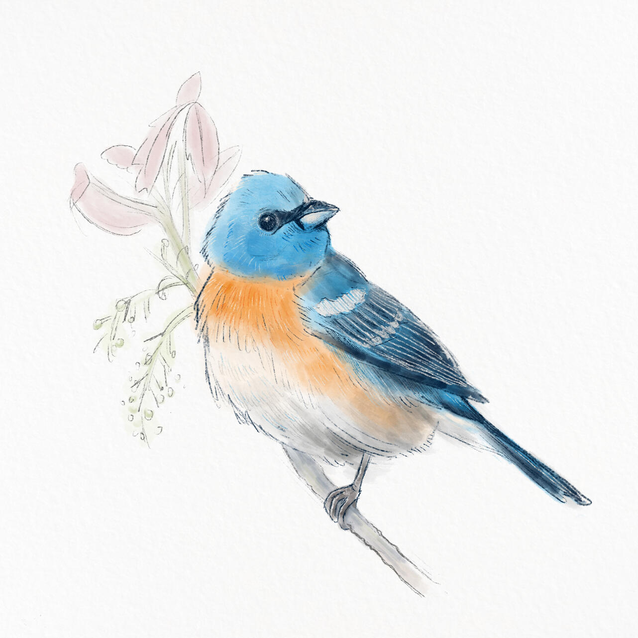 Client: Personal Project: Lazuli Bunting