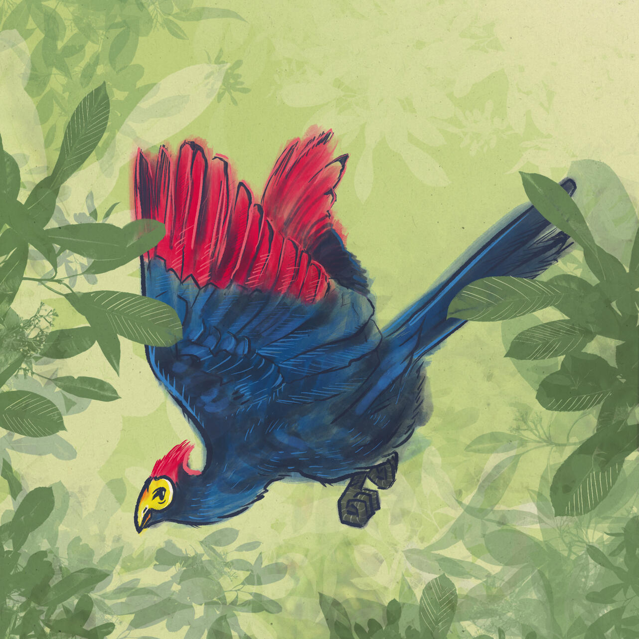 Client: Personal Project: Lady Ross&#39;s Turaco